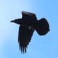 Vartotojo avataras