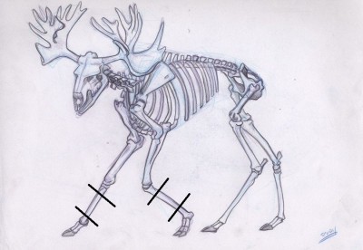 skeleton.jpg