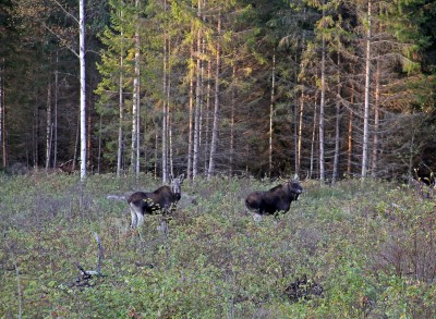 IMG_6409.JPG