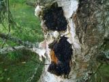 fungus.jpg